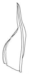 Fissidens taylorii var. taylorii , perichaetial leaf. Drawn from J.D. Lovis, s.n., Sep. 1985, AK 284387.
 Image: R.C. Wagstaff © Landcare Research 2014 
